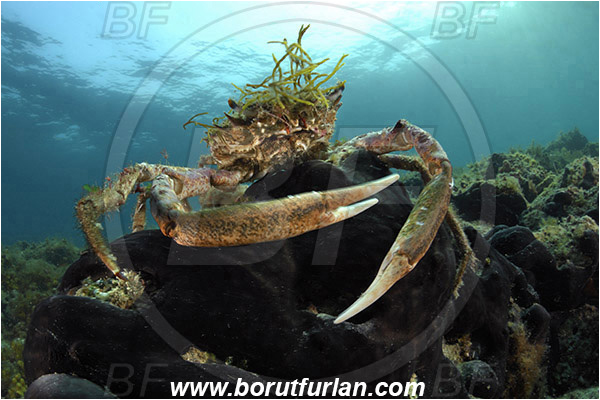 Piran, Slovenia, Adriatic sea, Mediterranean sea, Maja squinado, Maja, Majidae, Decapoda, Crustacea, Crustacean, Common spider crab, Crab, Male, Reef