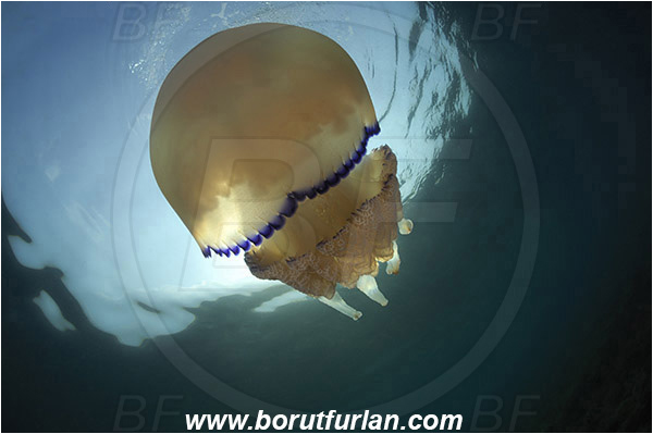 Piran, Slovenia, Adriatic sea, Mediterranean sea, Rhizostoma pulmo, Rhizostoma, Rhizostomatidae, Scyphozoa, Cnidaria, Cnidarian, Barrel jellyfish, Jellyfish