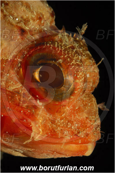Saint Marina, Istria, Croatia, Adriatic sea, Mediterranean sea, Scorpaena notata, Scorpaena, Scorpaenidae, Small red scorpionfish, Scorpionfish, Fish, Portrait