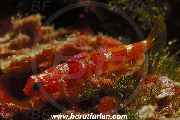 Saint Marina, Istria, Croatia, Adriatic sea, Mediterranean sea, Speleogobius trigloides, Speleogobius, Gobiidae, Grotto goby, Goby, Fish