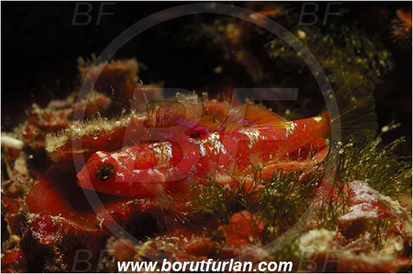 Saint Marina, Istria, Croatia, Adriatic sea, Mediterranean sea, Speleogobius trigloides, Speleogobius, Gobiidae, Grotto goby, Goby, Fish