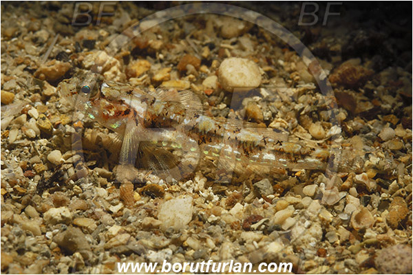 Saint Marina, Istria, Croatia, Adriatic sea, Mediterranean sea, Pomatoschistus bathi, Pomatoschistus, Gobiidae, Bath