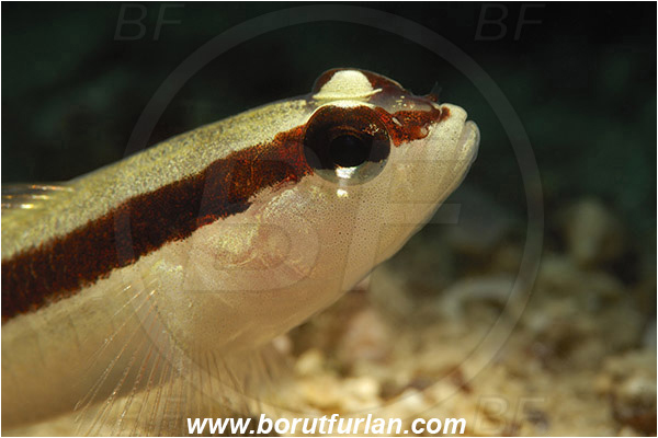 Saint Marina, Istria, Croatia, Adriatic sea, Mediterranean sea, Gobius vittatus, Gobius, Gobiidae, Striped goby, Goby, Fish, Portrait