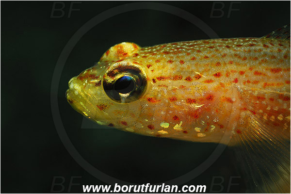 Saint Marina, Istria, Croatia, Adriatic sea, Mediterranean sea, Gobius xanthocephalus, Gobius, Gobiidae, Yellow-headed goby, Goby, Fish, Portrait