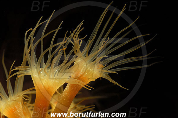 Saint Marina, Istria, Croatia, Adriatic sea, Mediterranean sea, Parazoanthus axinellae, Parazoanthus, Parazoanthidae, Yellow cluster anemone, Anemone, Anthozoa, Cnidaria, Cnidarian, Abstract
