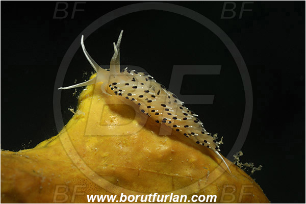 Saint Marina, Istria, Croatia, Adriatic sea, Mediterranean sea, Caloria elegans, Caloria, Facelinidae, Caloria nudibranch, Nudibranch, Sea slug, Gastropoda, Mollusca