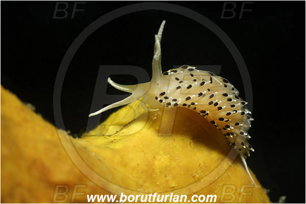 Saint Marina, Istria, Croatia, Adriatic sea, Mediterranean sea, Caloria elegans, Caloria, Facelinidae, Caloria nudibranch, Nudibranch, Sea slug, Gastropoda, Mollusca