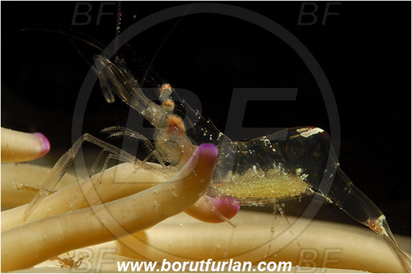 Saint Marina, Istria, Croatia, Adriatic sea, Mediterranean sea, Periclimenes scriptus, Periclimenes, Palaemonidae, Decapoda, Crystal prawn, Shrimp, Crustacea, Crustacean