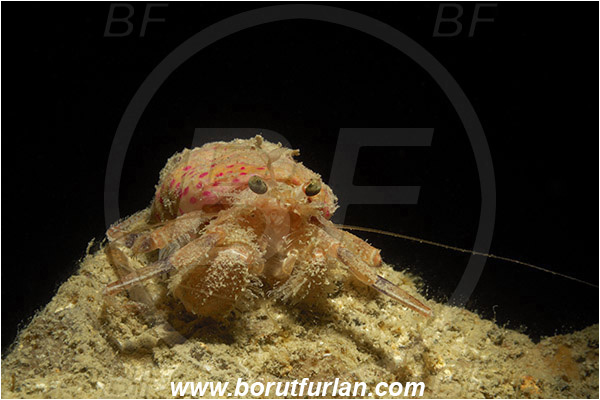 Piran, Slovenia, Adriatic sea, Mediterranean sea, Pagurus prideaux, Pagurus, Paguridae, Crustacea, Crustacean, Anemone hermit crab, Hermit crab, Crab