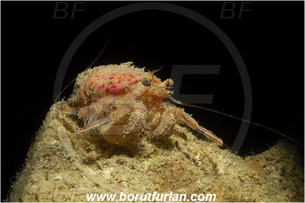 Piran, Slovenia, Adriatic sea, Mediterranean sea, Pagurus prideaux, Pagurus, Paguridae, Crustacea, Crustacean, Anemone hermit crab, Hermit crab, Crab