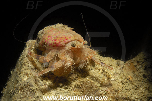 Piran, Slovenia, Adriatic sea, Mediterranean sea, Pagurus prideaux, Pagurus, Paguridae, Crustacea, Crustacean, Anemone hermit crab, Hermit crab, Crab