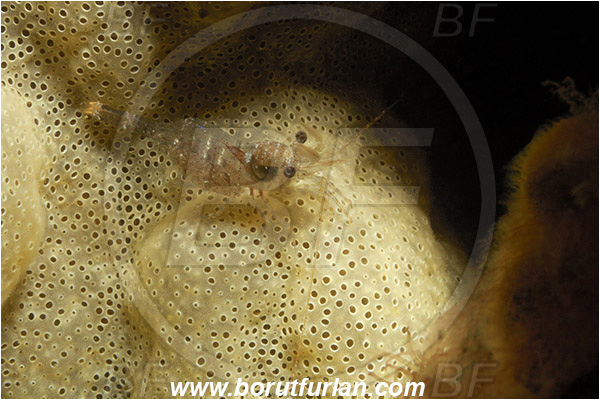 Piran, Slovenia, Adriatic sea, Mediterranean sea, Eualus sp., Eualus, Thoridae, Decapoda, Shrimp, Crustacea, Crustacean