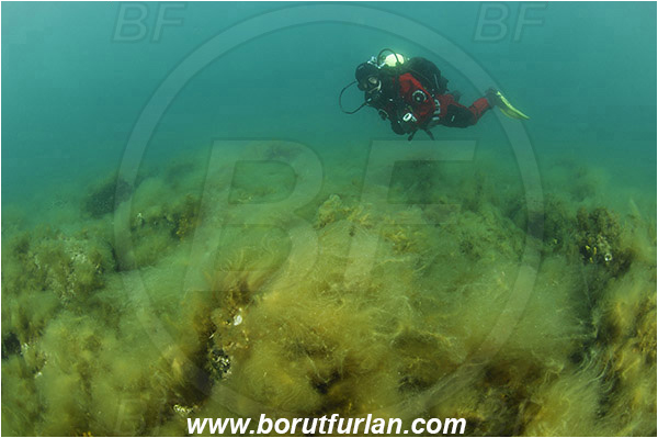 Piran, Slovenia, Adriatic sea, Mediterranean sea, Reef, Chaetomorpha linum, Chaetomorpha, Cladophoraceae, Green algae, Spaghetti algae, Algae, Diver