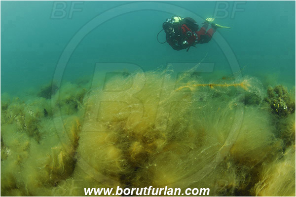 Piran, Slovenia, Adriatic sea, Mediterranean sea, Reef, Chaetomorpha linum, Chaetomorpha, Cladophoraceae, Green algae, Spaghetti algae, Algae, Diver