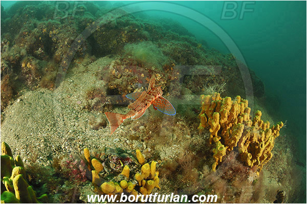 Piran, Slovenia, Adriatic sea, Mediterranean sea, Chelidonichthys lastoviza, Chelidonichthys, Triglidae, Streaked gurnard, Gurnard, Fish, Aplysina aerophoba, Aplysina, Aplysinidae, Yellow Tube Sponge, Golden Sponge, Sponge, Porifera, Reef