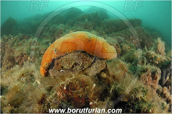 Piran, Slovenia, Adriatic sea, Mediterranean sea, Dromia personata, Dromia, Dromiidae, Decapoda, Crustacea, Crustacean, Sponge crab, Crab, Aplidium conicum, Aplidium, Polyclinidae, Colony of tunicates, Conical sea squirt, Sea squirt, Ascidiacea, Tunicata, Tunicate, Reef