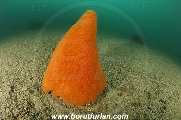 Piran, Slovenia, Adriatic sea, Mediterranean sea, Aplidium conicum, Aplidium, Polyclinidae, Colony of tunicates, Conical sea squirt, Sea squirt, Ascidiacea, Tunicata, Tunicate