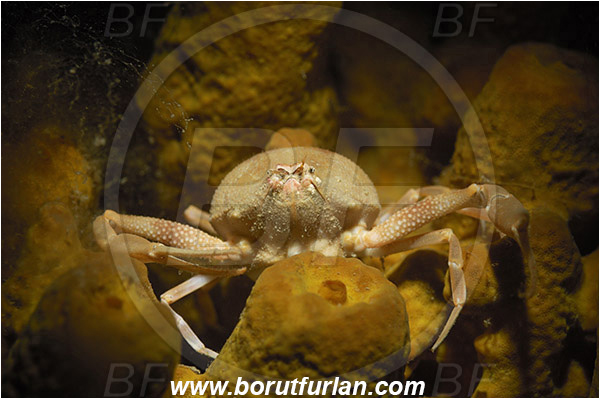 Piran, Slovenia, Adriatic sea, Mediterranean sea, Ilia nucleus, Ilia, Leucosiidae, Decapoda, Crustacea, Crustacean, Pebble Crab, Crab