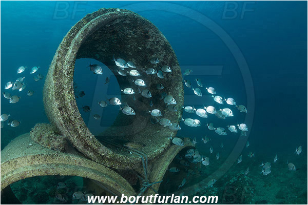 Piran, Slovenia, Adriatic sea, Mediterranean sea, Diplodus vulgaris, Diplodus, Sparidae, Common two-banded seabream, Seabream, Fish, Fish school, Reef, Concrete sewer pipes