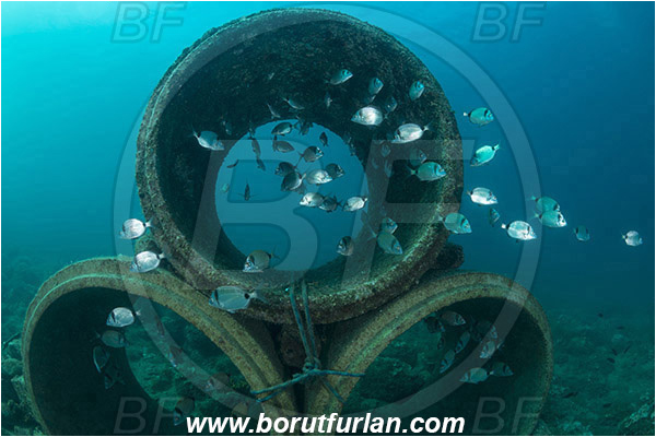 Piran, Slovenia, Adriatic sea, Mediterranean sea, Diplodus vulgaris, Diplodus, Sparidae, Common two-banded seabream, Seabream, Fish, Fish school, Reef, Concrete sewer pipes
