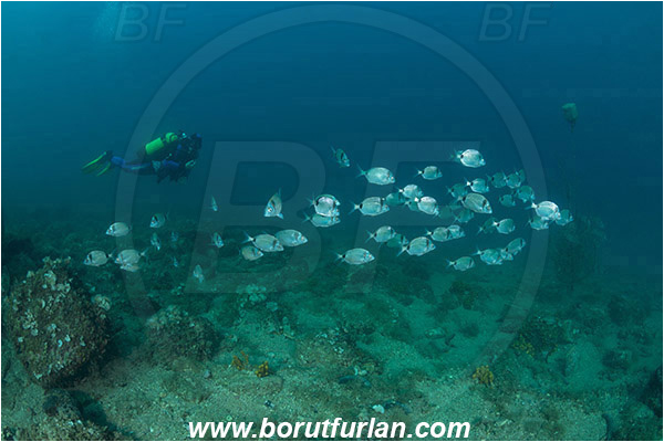 Piran, Slovenia, Adriatic sea, Mediterranean sea, Diplodus vulgaris, Diplodus, Sparidae, Common two-banded seabream, Seabream, Fish, Fish school, Reef, Diver
