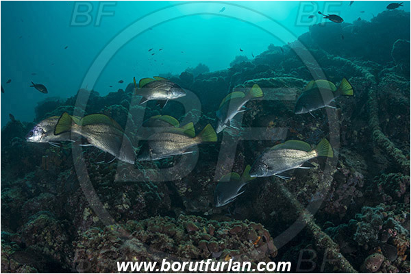 Piran, Slovenia, Adriatic sea, Mediterranean sea, Sciaena umbra, Sciaena, Sciaenidae, Brown meagre, Corb meager, Fish, Fish school, Reef