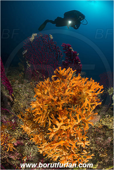 Island Bisevo, Croatia, Adriatic sea, Mediterranean sea, Pentapora fascialis, Pentapora, Bitectiporidae, Bryozoa, Bryozoan, Reef, Diver