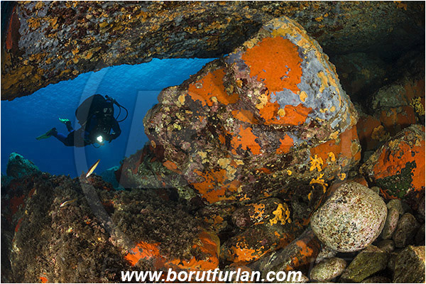 Island Brusnik, Croatia, Adriatic sea, Mediterranean sea, Colourful sponges, Porifera, Reef, Cave, Diver