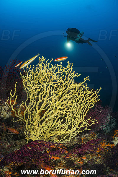 Island Vis, Croatia, Adriatic sea, Mediterranean sea, Savalia savaglia, Savalia, Mediterranean Gold Coral, False Mediterranean Black Coral, Sea fan, Coral, Anthozoa, Cnidaria, Cnidarian, Reef, Diver