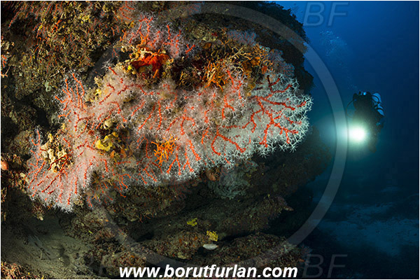 Island Bisevo, Croatia, Adriatic sea, Mediterranean sea, Corallium rubrum, Corallium, Coralliidae, Precious Coral, Red coral, Coral, Anthozoa, Cnidaria, Cnidarian, Reef, Diver
