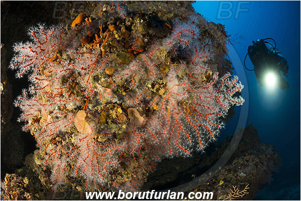 Island Bisevo, Croatia, Adriatic sea, Mediterranean sea, Corallium rubrum, Corallium, Coralliidae, Precious Coral, Red coral, Coral, Anthozoa, Cnidaria, Cnidarian, Reef, Diver