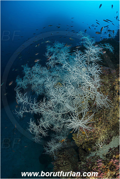 Island Svetac, Croatia, Adriatic sea, Mediterranean sea, Antipathella subpinnata, Antipathella, Myriopathidae, Mediterranean black coral, Black coral, Coral, Anthozoa, Cnidaria, Cnidarian, Reef