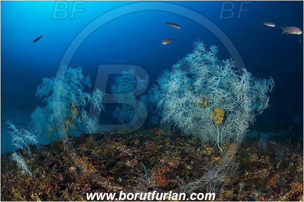 Island Svetac, Croatia, Adriatic sea, Mediterranean sea, Antipathella subpinnata, Antipathella, Myriopathidae, Mediterranean black coral, Black coral, Coral, Anthozoa, Cnidaria, Cnidarian, Reef