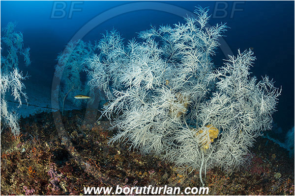 Island Svetac, Croatia, Adriatic sea, Mediterranean sea, Antipathella subpinnata, Antipathella, Myriopathidae, Mediterranean black coral, Black coral, Coral, Anthozoa, Cnidaria, Cnidarian, Reef