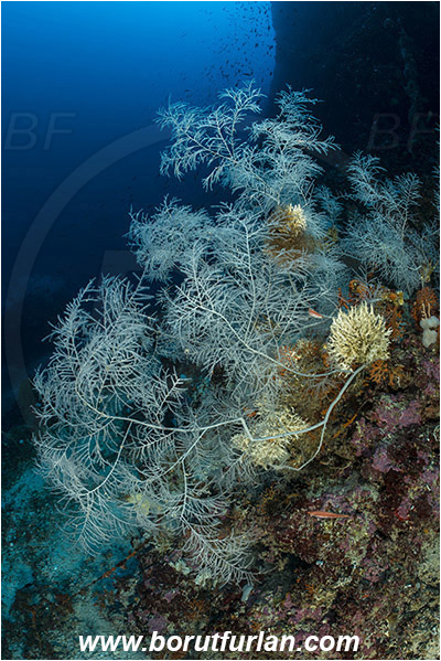 Island Svetac, Croatia, Adriatic sea, Mediterranean sea, Antipathella subpinnata, Antipathella, Myriopathidae, Mediterranean black coral, Black coral, Coral, Anthozoa, Cnidaria, Cnidarian, Reef