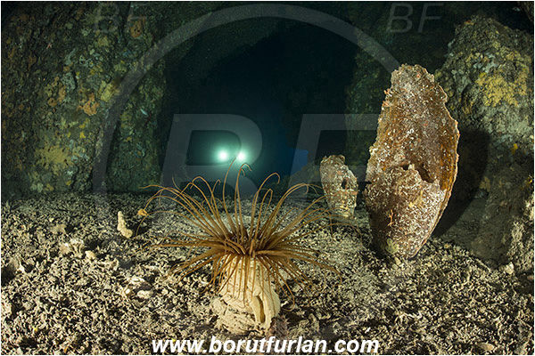 Island Bisevo, Croatia, Adriatic sea, Mediterranean sea, Cerianthus membranaceus, Cerianthus, Cerianthidae, Cylinder anemone, Tube dwelling anemone, Tube anemone, Anemone, Anthozoa, Cnidaria, Cnidarian, Reef, Cave, Diver, Underwater videographer