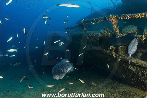 Island Vis, Croatia, Adriatic sea, Mediterranean sea, Wreck Teti, Wreck, Teti, Conger conger, Conger, Congridae, European conger, Fish