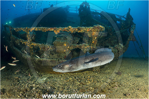 Island Vis, Croatia, Adriatic sea, Mediterranean sea, Wreck Teti, Wreck, Teti, Conger conger, Conger, Congridae, European conger, Fish