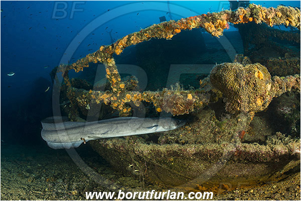 Island Vis, Croatia, Adriatic sea, Mediterranean sea, Wreck Teti, Wreck, Teti, Conger conger, Conger, Congridae, European conger, Fish