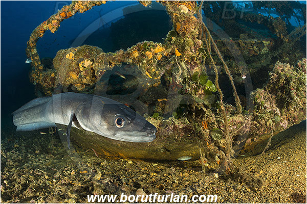 Island Vis, Croatia, Adriatic sea, Mediterranean sea, Wreck Teti, Wreck, Teti, Conger conger, Conger, Congridae, European conger, Fish