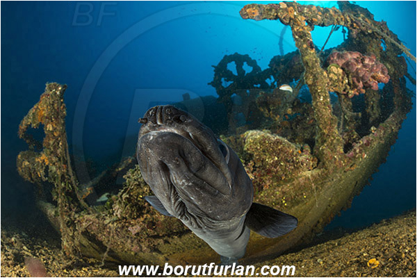 Island Vis, Croatia, Adriatic sea, Mediterranean sea, Wreck Teti, Wreck, Teti, Conger conger, Conger, Congridae, European conger, Fish, Portrait