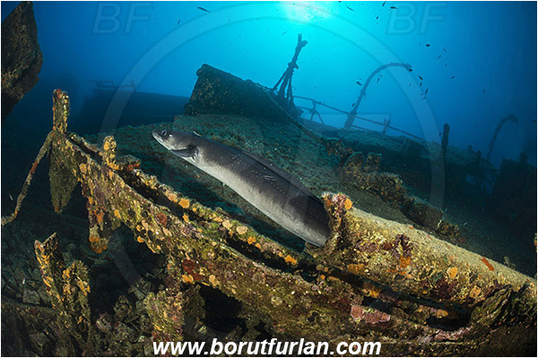Island Vis, Croatia, Adriatic sea, Mediterranean sea, Wreck Teti, Wreck, Teti, Conger conger, Conger, Congridae, European conger, Fish