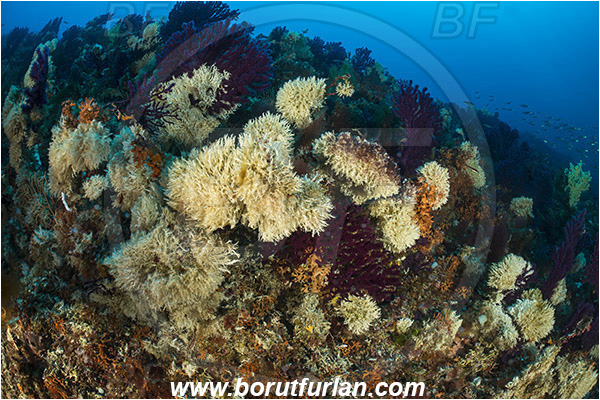 Island Svetac, Croatia, Adriatic sea, Mediterranean sea, Paramuricea clavata, Paramuricea, Plexauridae, Mediterranean gorgonian, Sea fan, Coral, Cnidaria, Cnidarian, Salmacina sp., Salmacina, Serpulidae, Colony of tangled tube worm, Worm, Polychaeta, Reef