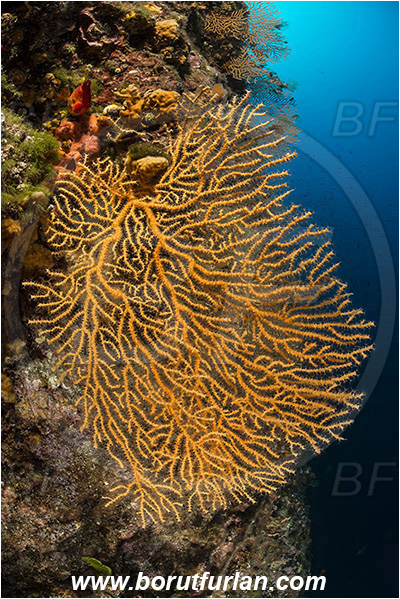 Island Vis, Croatia, Adriatic sea, Mediterranean sea, Eunicella cavolini, Eunicella, Gorgoniidae, Yellow gorgonian, Sea fan, Coral, Cnidaria, Cnidarian, Reef
