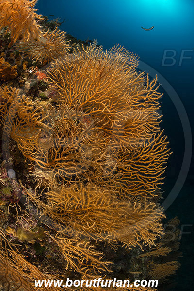 Island Vis, Croatia, Adriatic sea, Mediterranean sea, Eunicella cavolini, Eunicella, Gorgoniidae, Yellow gorgonian, Sea fan, Coral, Cnidaria, Cnidarian, Reef
