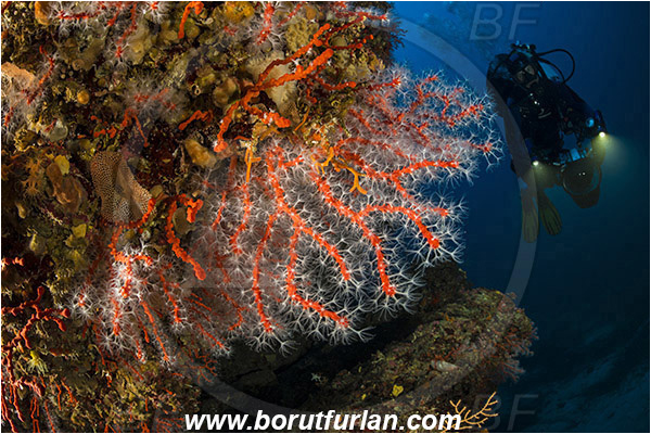 Island Bisevo, Croatia, Adriatic sea, Mediterranean sea, Corallium rubrum, Corallium, Coralliidae, Precious Coral, Red coral, Coral, Anthozoa, Cnidaria, Cnidarian, Reef, Diver