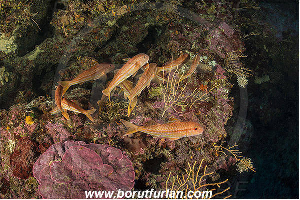 Island Bisevo, Croatia, Adriatic sea, Mediterranean sea, Mullus surmuletus, Mullus, Mullidae, Striped red mullet, Mullet, Goatfish, Fish, Fish school, Reef