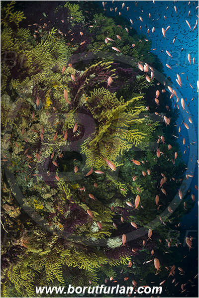Island Susac, Croatia, Adriatic sea, Mediterranean sea, Paramuricea clavata, Paramuricea, Plexauridae, Mediterranean gorgonian, Sea fan, Coral, Cnidaria, Cnidarian, Anthias anthias, Anthias, Serranidae, Swallowtail seaperch, Seaperch, Fish, Fish school, Reef, Wall