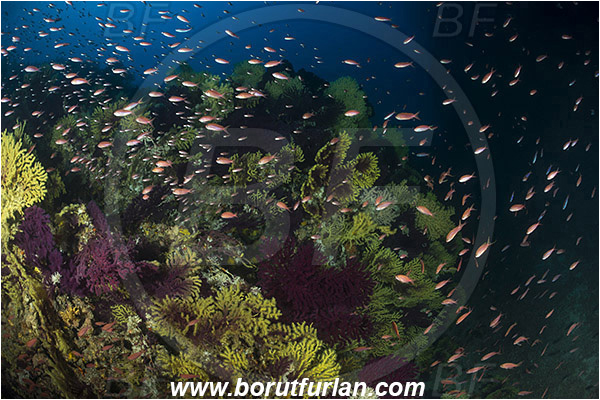 Island Susac, Croatia, Adriatic sea, Mediterranean sea, Paramuricea clavata, Paramuricea, Plexauridae, Mediterranean gorgonian, Sea fan, Coral, Cnidaria, Cnidarian, Anthias anthias, Anthias, Serranidae, Swallowtail seaperch, Seaperch, Fish, Fish school, Reef