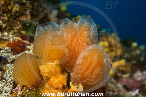 Island Bisevo, Croatia, Adriatic sea, Mediterranean sea, Aplidium tabarquensis, Aplidium, Polycitoridae, Colony of Tunicates, Colonial sea squirt, Sea squirt, Ascidiacea, Tunicata, Tunicate